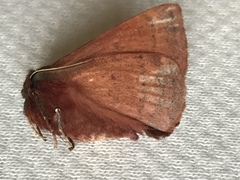 Anthela rubeola