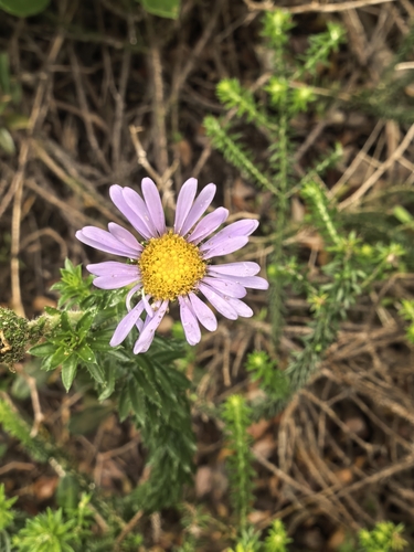 Felicia echinata, photograph 3