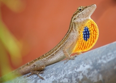 Anolis wellbornae