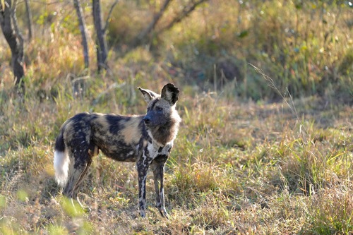 African wild dog