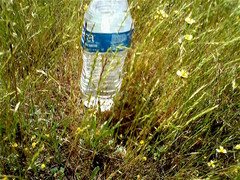 Festuca microstachys