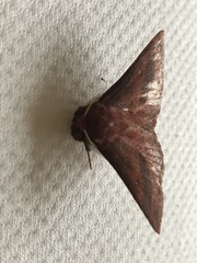 Anthela rubeola