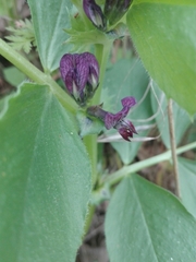 Vicia narbonensis