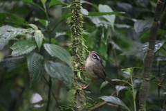 Basileuterus melanotis