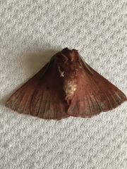 Anthela rubeola