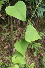 Pericampylus glaucus