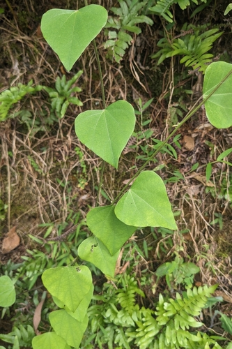 Pericampylus glaucus, photograph 2