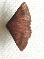 Anthela rubeola