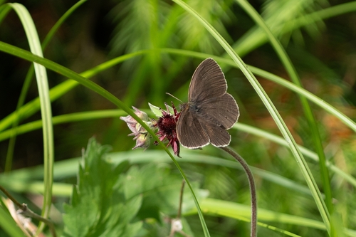 Ringlet