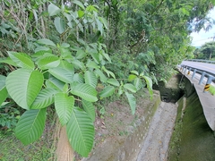 Dendrocnide meyeniana, photograph (c) vrxz, some rights reserved (CC BY-SA)