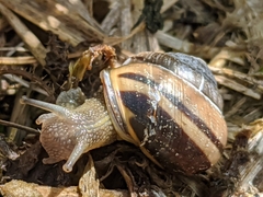 Cepaea nemoralis