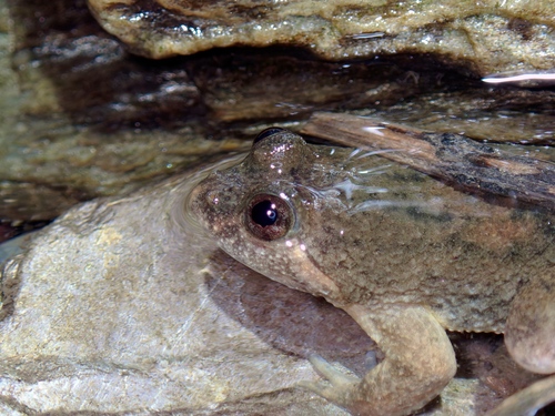 Puddle Frog, Occidozyga laevis