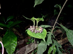 Tacca palmata