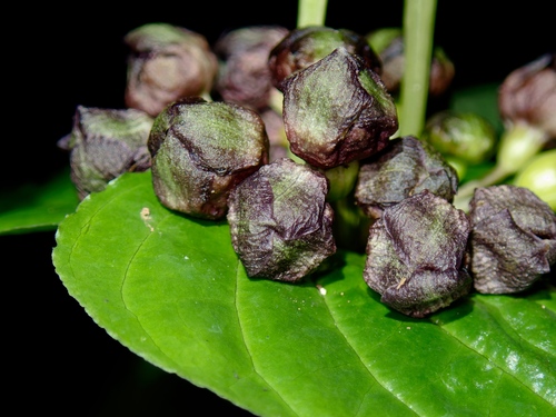 Tacca palmata, photograph 1