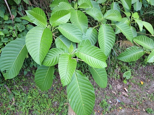 Dendrocnide meyeniana, photograph 4