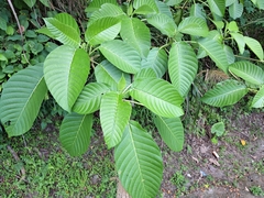Dendrocnide meyeniana, photograph (c) vrxz, some rights reserved (CC BY-SA)