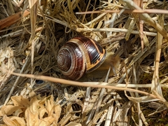Cepaea nemoralis