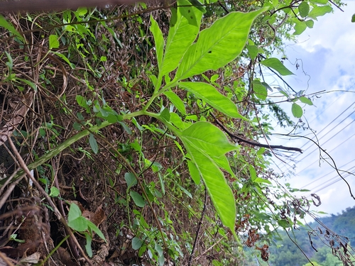 Amorphophallus henryi, photograph 2