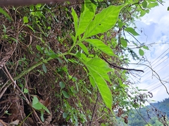 Amorphophallus henryi, photograph (c) vrxz, some rights reserved (CC BY-SA)