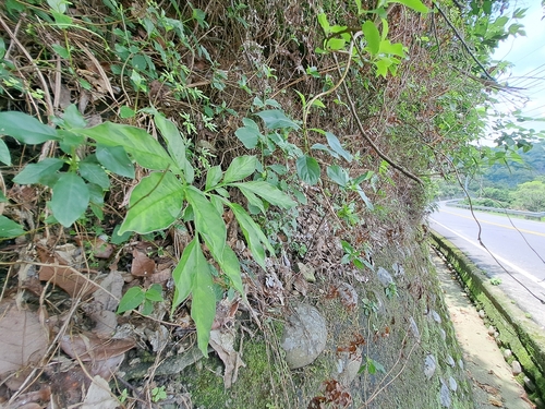 Amorphophallus henryi, photograph 3