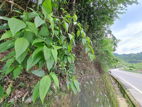 Deeringia polysperma, photograph 2