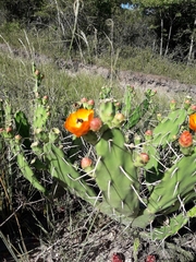 Opuntia anacantha