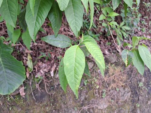 Deeringia polysperma, photograph 3