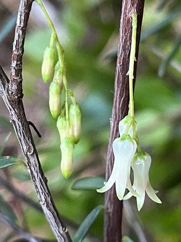 Lissanthe sapida, 2026-06-09