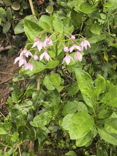 Solanum africanum, photograph 6