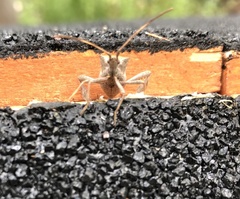 Leptoglossus zonatus