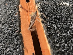 Leptoglossus zonatus