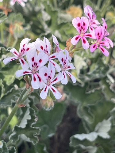 cactus geranium