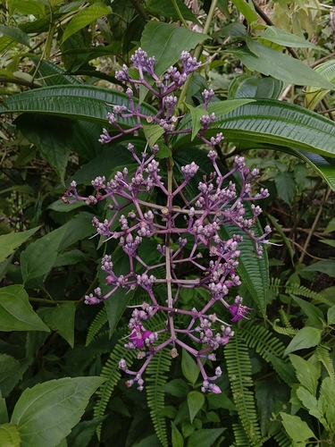 Pseudodissochaeta assamica