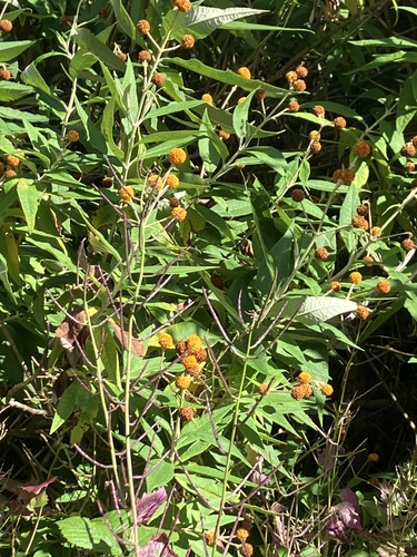 Buddleja globosa, photograph 5