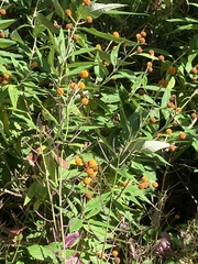 (c) rowan_m, some rights reserved (CC BY) Buddleja globosa, photograph (c) rowan_m, some rights reserved (CC BY)