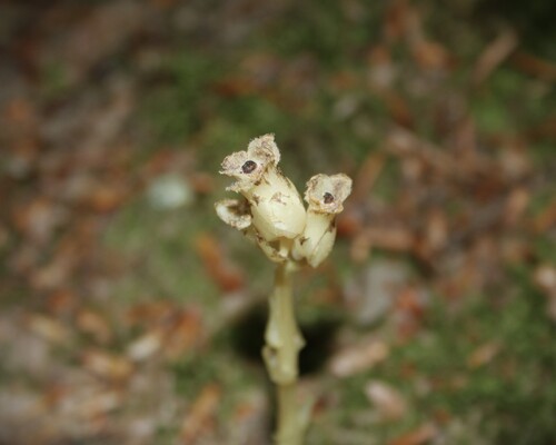 pinesap