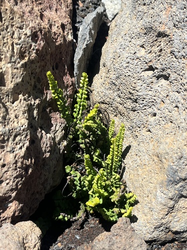 Asplenium densum observed 2026-06-24