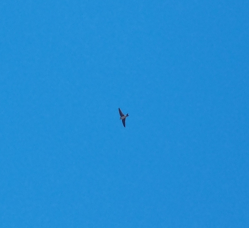 Western House Martin