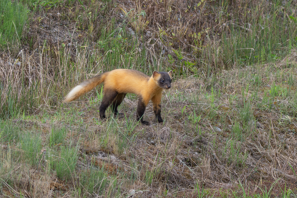 Japanese Marten