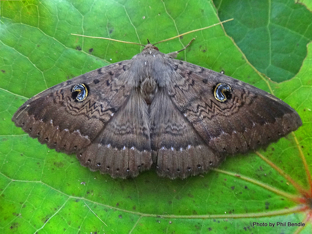 Northern Wattle Moth
