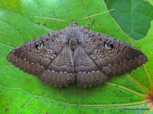 Dasypodia cymatodes Guenée, 1852