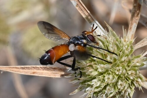 Cylindromyia rufifrons