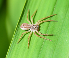 Philodromus dispar