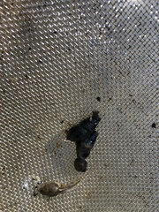 Semisulcospiridae