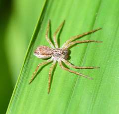 Philodromus dispar
