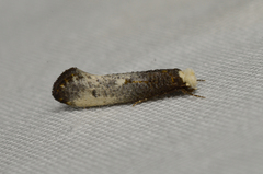 Tinea occidentella