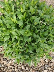 Centranthus ruber