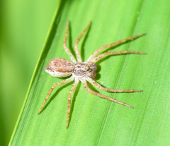 Philodromus dispar