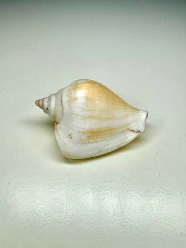 Laevistrombus canarium observed 2026-07-01