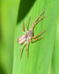 Philodromus dispar
